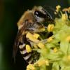 Colletes hederae